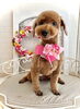 ココくん「わんこと秋桜🐶」