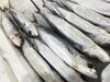 「魚魚市場鮮魚コーナーおすすめは「ヒラアジ」です♪」