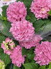 茜雲「春の花苗入荷♪」