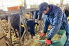 「【ふるさと納税特産品から地域の逸品を知る！】千屋牛といろり牛の焼き肉食べ比べセット！」