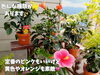 「暮らしに彩りを添えてくれる季節の花。南魚沼で長く愛される花屋、フローリストたかの。」