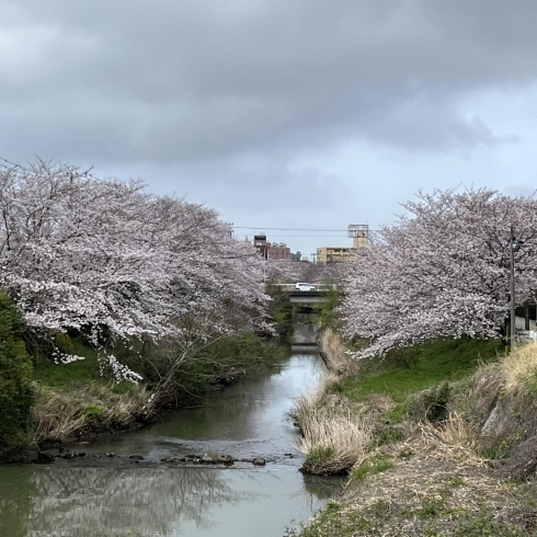 矢那川「【ブラジル屋】矢那川の桜が満開」