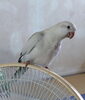 「迷子のオキナインコを探しています【西条市下島山】」