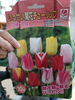 「チューリップ🌷 【交野市 小規模保育園】」