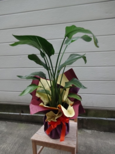 お誕生日に観葉植物（開店・新築お祝いにも）「お祝いの胡蝶蘭」