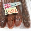 「魚魚市場鮮魚コーナーおすすめ商品は「ツキヒガイ」です♪」