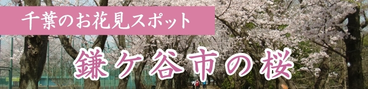 鎌ケ谷でお花見するならここ！　鎌ケ谷市の桜情報【2022年】