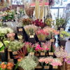 秋らしい切り花「【はなやホック皆生店】秋らしい店内」