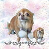「Dog salon mofu mofu　余市町」