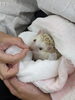 「2代目看板ハリネズミ　ムギちゃんの日常」