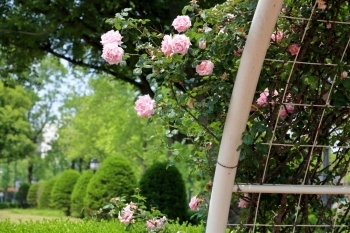 公園の左右にバラのアーチがある