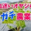 何を血迷ったのか、中年オヤジがいきなり始めてしまった農業が意外とガチだった件