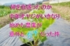 何を血迷ったのか 中年オヤジがいきなり始めてしまった農業が意外とガチだった件 気になること調べてみた まいぷれ 高松市