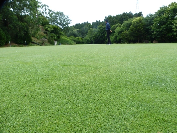 オーガスタナショナルゴルフクラブなどのグリーン等で使用されている芝生は、冬でも美しい緑を保つことができる品種です。