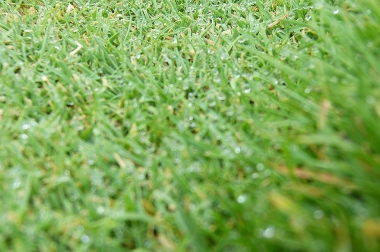 早朝、たっぷり水分を含んだ芝生には水滴がびっしりとついています。元気な芝の証拠です！