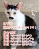 「【完全予約制】SAYAMAKOわんにゃん譲渡会2026.6.6㈯ 参加猫紹介⑨MIX猫　 埼玉/所沢・入間・狭山・川越・飯能 　東京/東大和・武蔵村山・東村山・東久留米・小平・立川」