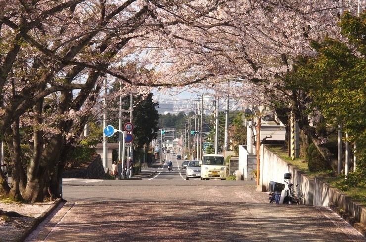 広瀬公園より