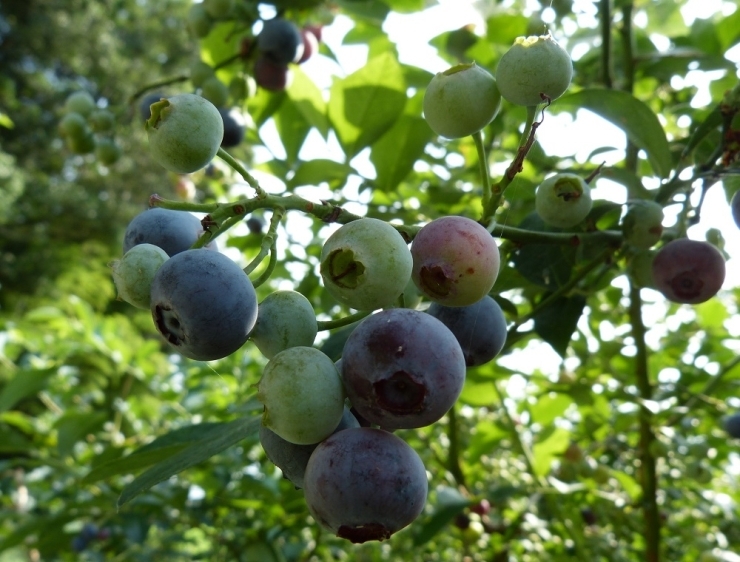 紫色になり収穫を待つばかり！　ブルーベリーの表面はブルーム(白い蝋状の物質)で保護されています。