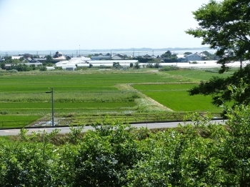 ブルーベリー園は水田を見下ろす高台に位置し、冬季は富士山も見えることがあります。