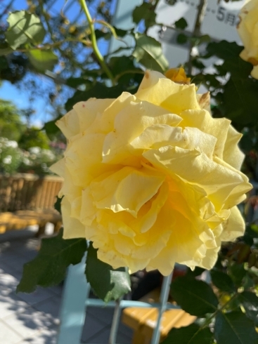 「おとぎの森公園でバラを見てきました」