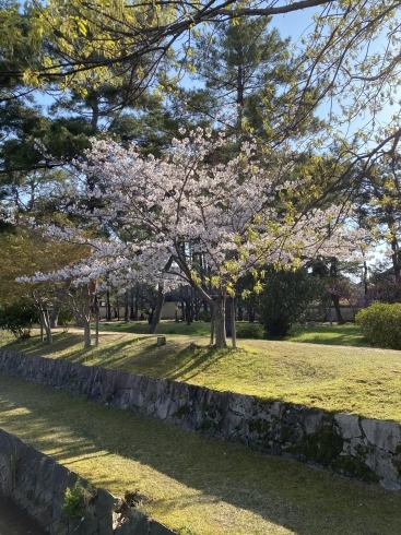 鶴林寺は毎朝のウォーキングコース。桜が美しい「自分なりのコロナ対策」