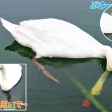 白鳥の湖 → 池