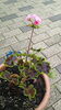 「子供が植えた花が咲きました(*⌒▽⌒*)」