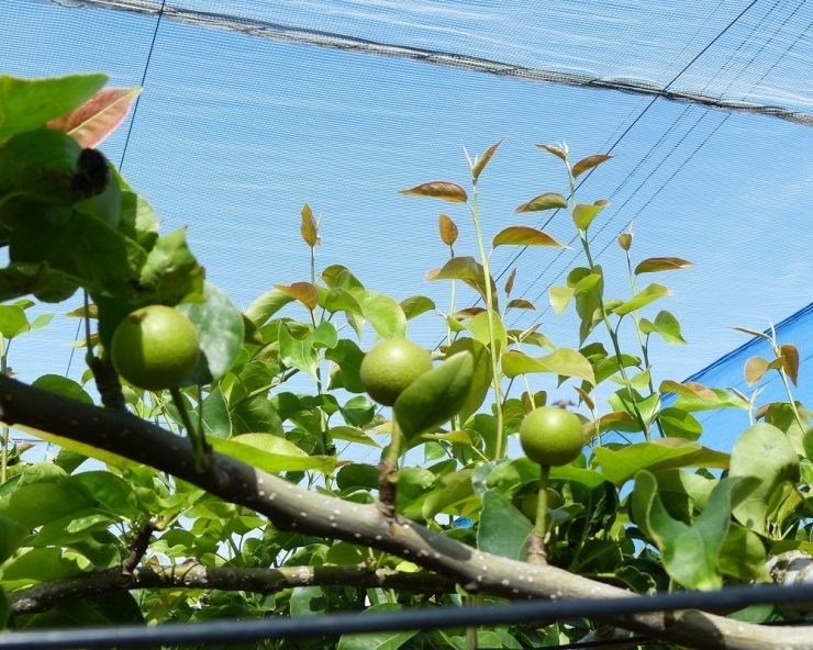 収穫時期の梨だけしか知らなかったので、実を付けた梨が空に向かっているのがとても不思議ですね。<br>
