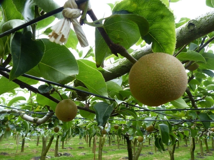 梅雨の時季を乗り越えて、大きく育つ「梨」　　食べるのが待ち遠しいです！