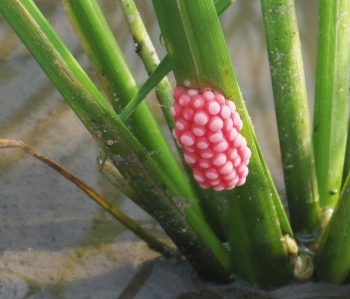 稲の茎にも。