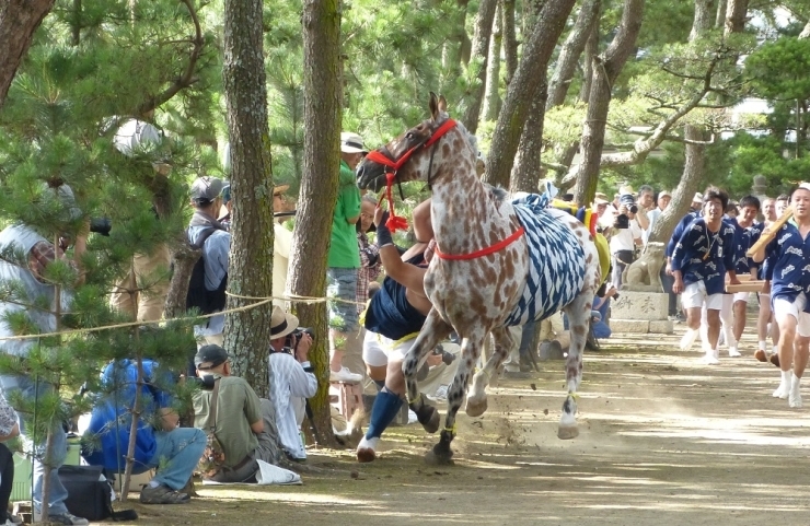 八坂神社の境内は両脇に松が植えられていますが、こんなにギリギリを馬が駆け抜けるので、迫力満点です！