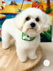 ボビィくん🐬「トリミング✂️⸒⸒～ミックス犬～🐶」