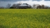 福島潟菜の花情報 年3月24日現在 水の公園福島潟 水の駅 ビュー福島潟 のニュース まいぷれ 新潟市