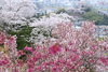 七十二候（次侯）桃始笑（桃の花が咲き始める。花が咲くことを「笑う」と表現）「今日は二十四節気の「啓蟄」の始まりです」