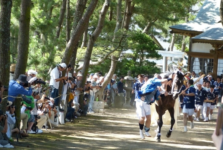 神輿ではやし立てられた馬が暴れます。馬の手綱をしっかり引いて振り落とされないように境内を駆け抜けます。