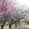 日永の梅林・南部丘陵公園 【花】