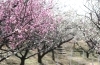 日永の梅林・南部丘陵公園 【花】