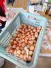 甘くて美味しい小玉ねぎ♪「小樽市役所カレーライスと小玉ねぎ販売！」