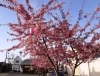桑名寺町通り商店街の河津桜