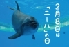 ハンドウイルカ　ニーハ展