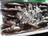 「魚魚市場鮮魚コーナーおすすめは「イトヒキダイ」です♪」