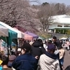 こどもの国 桜とひつじのフェスティバル フリーマーケット出店者募集