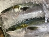 「魚魚市場鮮魚コーナーおすすめは「カツオ」です♪」