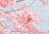 名張桜まつり