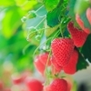 いちご狩り