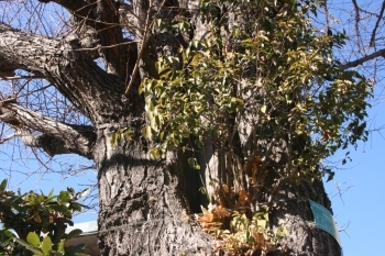 説明板のそばには樹齢250年の銀杏の木も。幹の裂け目は戦災による傷跡。