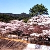 大滝峡自然公園の桜