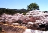大滝峡自然公園の桜
