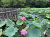 早朝ならではのきれいな蓮の花も咲いてるはず…🪷「今年もやります！！グリーンセンター川口　朝7時だよ！！『夏・早朝開園』！！」