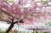 藤を楽しむ レッドヒルヒーサーの森